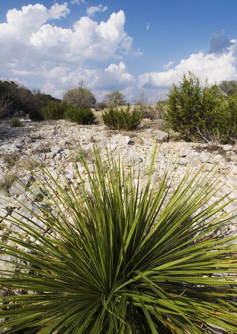 Getting To Know, Tequila, The Locals, Chihuahua, Drinks, Bar, Plants