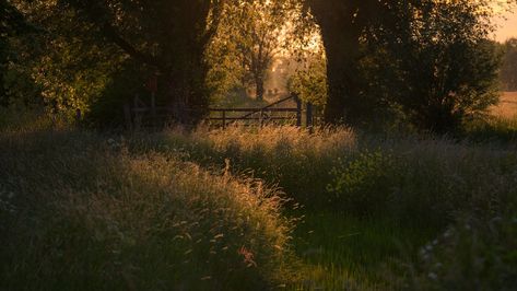 Very Interesting, Nature Aesthetic, Pretty Places, الرسومات اللطيفة, Pretty Pictures, The Light, Mother Nature, Fence, Beautiful Places