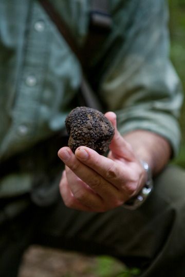 Nature Hunt, Truffle Hunting, Summer Truffle, Truffle Mushroom, Morning Noon And Night, Lagotto Romagnolo, Types Of Hunting, Mushroom Hunting, Guinness Book