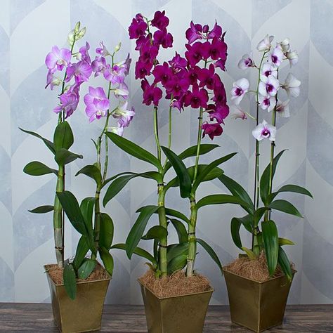 Dendrobium Orchids Care, Best Plants For Home, Ground Orchids, Dendrobium Orchid, Flower Identification, White Flower Farm, Types Of Orchids, Blue Lotus Flower, Growing Orchids