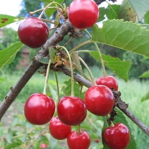 Sour cherries ripen brighter red than sweet cherry varieties.