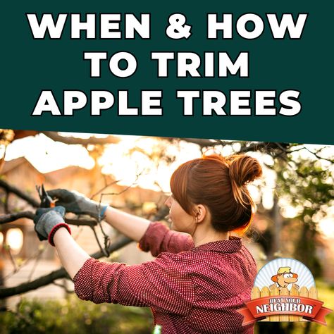 How to prune apple trees. This easy guide will tell you why and when you should be trimming your apples trees at home. Get the advice from a real orchard on how. How To Trim Apple Trees, What To Plant Under Apple Trees, How To Care For Apple Trees, Apple Tree Care, Pruning Apple Trees, Fruit Tree Garden, Growing Trees, Tree Garden, Crabapple Tree