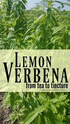 Lemon Verbena Medicinal Uses, Lemon Verbena Tincture, Uses For Lemon Verbena, What To Do With Lemon Verbena Leaves, How To Use Lemon Verbena, Lemon Verbena Uses, Lemon Verbena Plant, Verbena Plant, Feel Energized