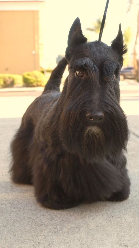 This is Red the Scottish terrier. She’s a grand champion, and she’s been going around the country with me to grooming competition’s for the… | Instagram Scottish Terrier Grooming, Mini Scottish Terrier, Christmas Scottie Dog, Scottie Dog Halloween, Scotties Dog, Scottie Terrier, Dog List, Scottie Dogs, Scottish Terriers