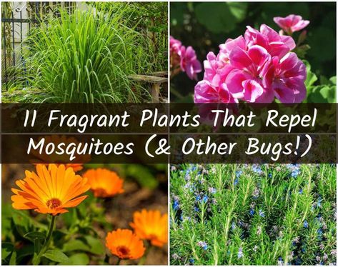 11 Fragrant Plants That Repel Mosquitoes Lemon Balm Plant, Plants That Repel Mosquitoes, Citronella Plant, Mosquito Plants, Scented Geranium, Natural Mosquito Repellant, Mosquito Repelling Plants, Fragrant Plant, Perennial Herbs