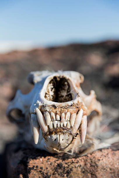 The cultural significance of bears is shown in the widespread usage of bear teeth in traditional medicine and jewellery. Bears are wild animals that must be approached with extreme caution ...  Read more The post Describing the Be... Polar Bear Skull, Bear Teeth, Nunavut Canada, Bear Species, Bear Skull, Black Bear Cub, Canine Tooth, Cave Bear, Carnival Posters