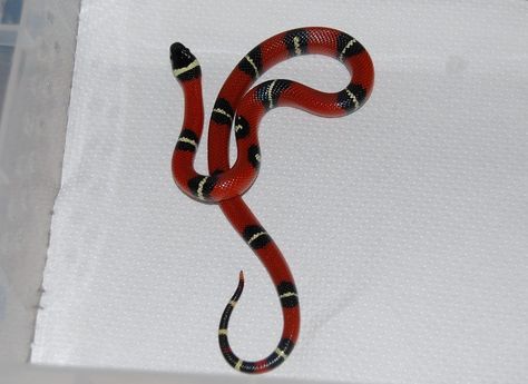 Structures Art, Striped Snake, Milk Snake, Reptiles And Amphibians, Amphibians, Reptiles, Baby Animals, White Stripe