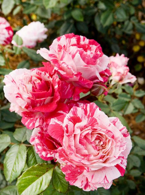 Pink Flower Top, Flowers To Grow, Floribunda Roses, Rose Varieties, Aromatic Plant, Types Of Roses, English Cottage Garden, Simple Rose, Have Inspiration