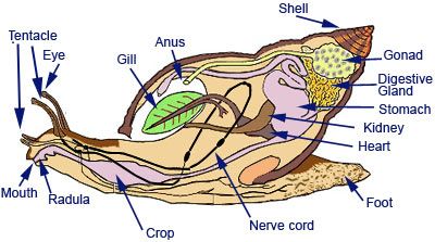 Molluscs of Australia Types Of Snails, Snail Anatomy, Earthworm Anatomy, Snail Facts, Snail Farming, Phylum Platyhelminthes, Veterinary Studies, African Snail, African Giant Snail