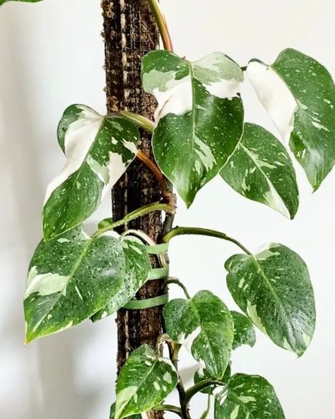 Philodendron White Night, White Princess Philodendron, Philodendron White Knight, Philodendron White Princess, White Wizard, Indoor Tropical Plants, Plant Friends, Indoor Oasis, Plant Goals