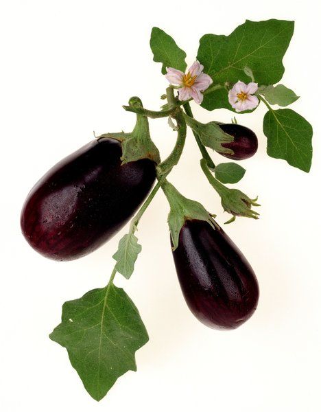 How to grow eggplant as a perennial // SoCal Garden Clinic Veg Tattoo, Eggplant Tree, Veggie Wallpaper, Aubergine Illustration, Aubergine Plant, Eggplant Illustration, Socal Garden, Eggplant Clipart, Grow Eggplant