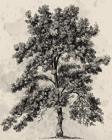 Vintage Tree Drawing Free Stock Photo - Public Domain Pictures Vintage Tree Illustration, Public Domain Abstract Art, Copyright Free Images Public Domain, Tree Vintage Illustration, Simple Christmas Tree Drawing, Old Tree Illustration, Public Domain Images Vintage, Vintage Willow Tree Illustration, Public Domain Art