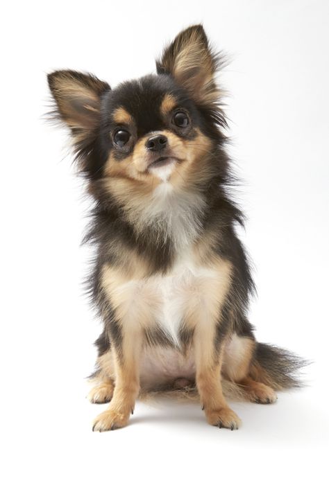 Long Haired Chihuahua Puppies, Cutest Small Dog Breeds, Psy Chihuahua, Black Chihuahua, Baby Chihuahua, Cute Small Dogs, Long Haired Chihuahua, Chihuahua Lover, Cute Chihuahua