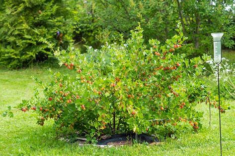 Gooseberry Tree, Gooseberry Plant, Gooseberry Recipes, Shakespeare Garden, Gooseberry Bush, Micro Farming, Fruit Paradise, Hobby Farming, Berry Garden