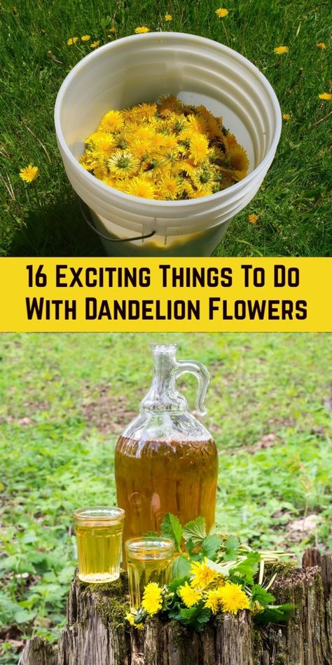 20 Reasons To Pick Dandelion Flowers 'Til Your Fingers Turn Yellow Dandelion Uses, Dandelion Wine, Edible Flowers Recipes, Wild Food Foraging, Dandelion Flowers, Foraging Recipes, Dandelion Tea, Medicinal Herbs Garden, Edible Wild Plants