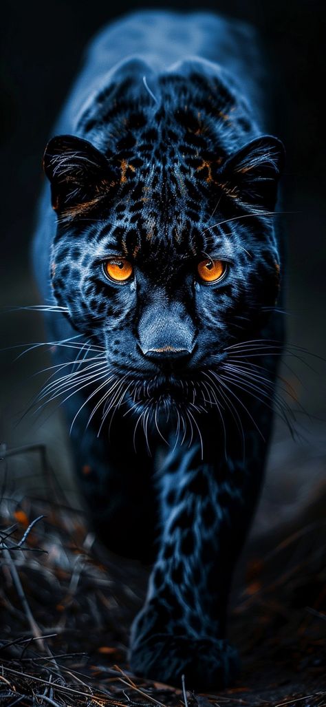 Lady Fish, Jaguar Pictures, Jaguar Wallpaper, Black Panther Cat, Big Cat Tattoo, Panther Cat, Jaguar Animal, Lion Artwork, Black Jaguar