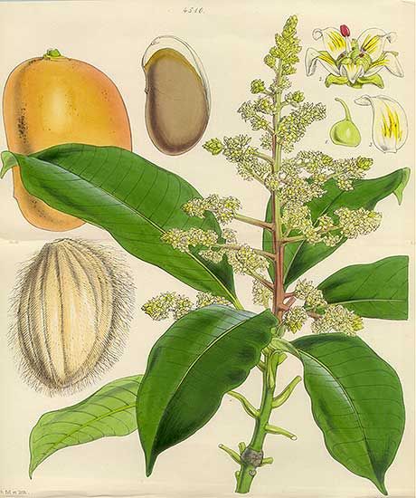 Antique print: picture of Mango Tree (Double sized print) - Mangifera indica, India Mango Plant, Mango Flower, Missouri Botanical Garden, Mango Tree, Botanical Poster, Tree Illustration, Plant Illustration, Medicinal Herbs, Medicinal Plants