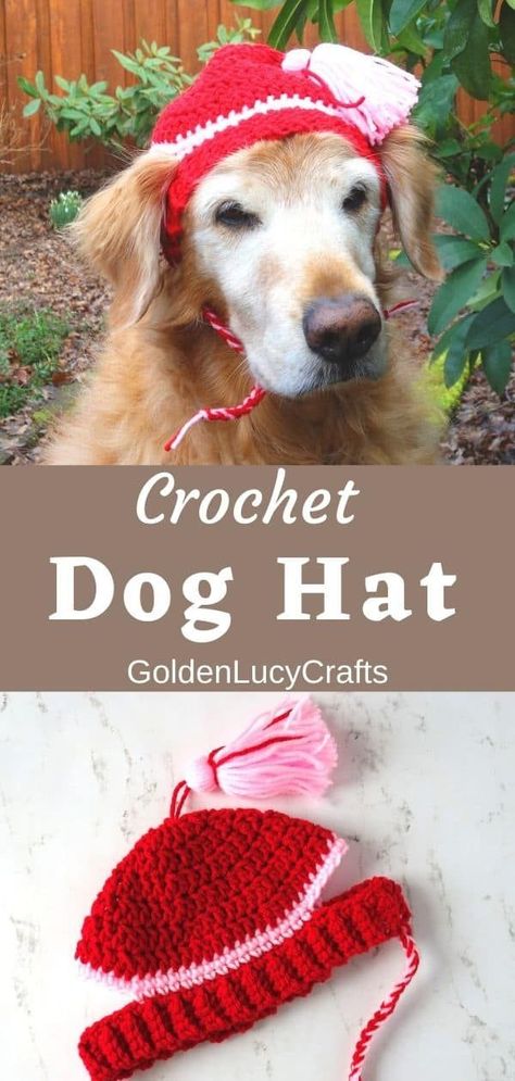 I designed this cute crochet dog hat pattern after multiple requests about it. It is easy and fast to make and requires only a small amount of yarn. This makes it a perfect stash buster project… Crochet Dog Hat Free Pattern, Crochet For Pets, Christmas Dog Hat, Pet Crochet, Crochet Dogs, Crochet Dog Hat, Kat Haken, Dog Hats, Crochet Dog Clothes