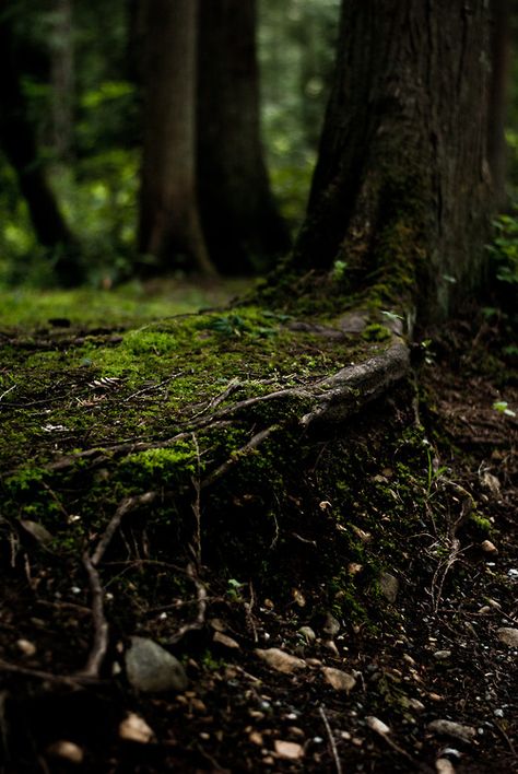 Elemento Terra, Shino Aburame, Dark Naturalism, Moody Photography, Forest Path, About Nature, Forest Photography, Forest Floor, Dark Forest