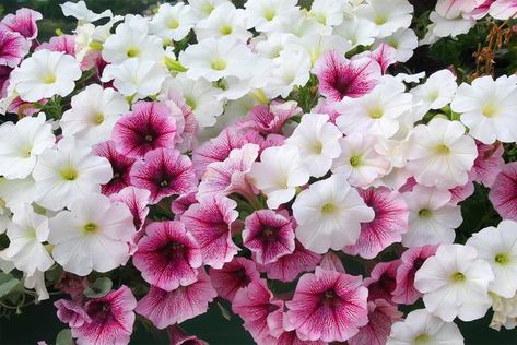 The basic difference in Wave and cascading petunias isn't the type of flower but the plant's habit of growth. Cascading Petunias, Petunia Planter, Petunia Tattoo, Petunia Care, Trailing Petunias, Wave Petunias, Garden Perennials, Petunia Plant, Easy Waves