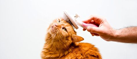 cat-grooming Pet Grooming Business, Cat Grooming Tools, Getting A Kitten, Cat Activity, Cat Shedding, Grooming Tips, Kitten Care, Pet Wellness, British Shorthair