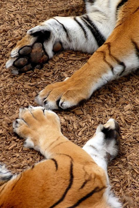 References Animals, Tiger Paws, Kitty Paws, Real Animals, Cat Anatomy, Tiger Paw, Lion Paw, Sketching Ideas, Mew Mew