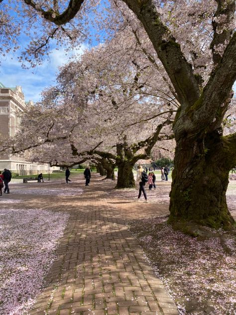 Uw Seattle, Uw Seattle Aesthetic, University Of Washington Aesthetic, University Of Washington Campus, Pretty College Campus, Seattle Aesthetic, University Of Washington Seattle, University Of Washington Cherry Blossoms, Washington State University Campus