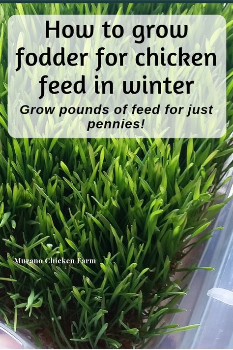 Growing Clover For Chickens, Grass Box For Chickens, What To Feed Chickens In The Winter, Chicken Grass Trays, Growing Greens For Chickens, Growing Grass For Chickens, How To Grow Fodder For Chickens, Aesthetic Chicken Coop, Chicken Feed Recipe