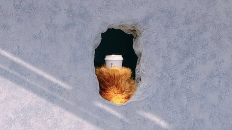 Literal Hole-In-Wall Café With Bear Paws Is Run By People With Disabilities - DesignTAXI.com Hole In The Wall Cafe, Hole In The Wall, News Cafe, People With Disabilities, Bear Paws, Job Opportunities, Shanghai, The Wall, Coffee Shop