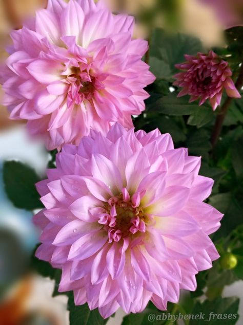 Dahlia ~ la flor nacional de México Dahlia, Beautiful Flowers, Drawings, Plants, Flowers