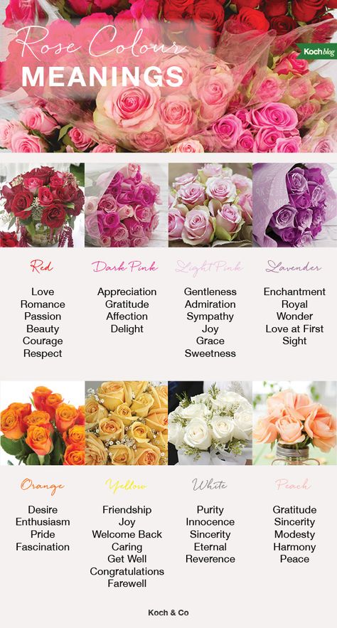 Rose Colors And Meanings, Rose Colour Meaning, Roses Meaning Color, Meaning Of The Name Rose, Rose Meanings, Kinds Of Roses, Roses Meaning, Colour Meanings, Roses Colors