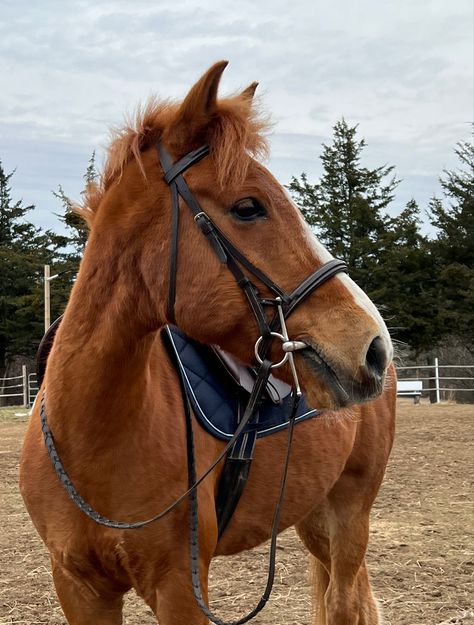 Mango Ideas, Chestnut Pony, Chestnut Horse Aesthetic, Chestnut Horses, Liver Chestnut Horse, Dark Chestnut Horse, Chestnut Horse Photography, Horse Products, Horse Chestnut