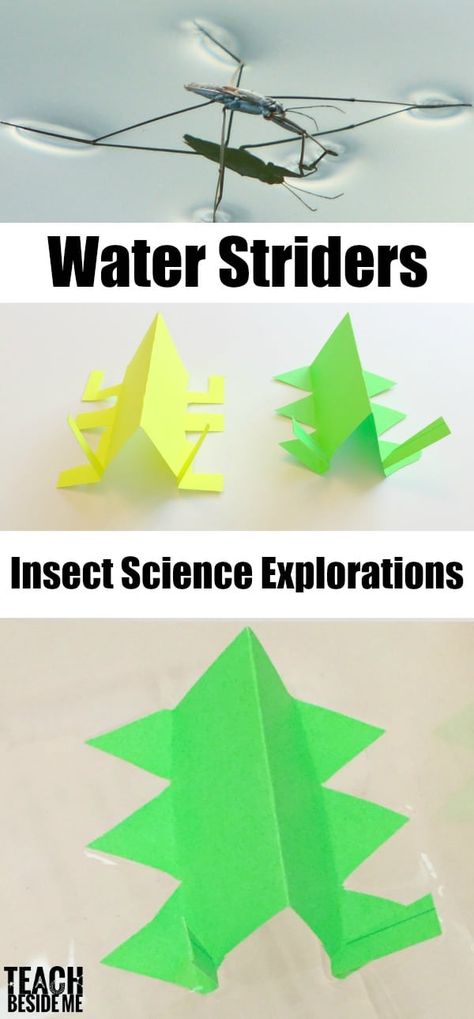 Water Striders: Insect Science - Teach Beside Me Insect Science, Fun Stem Activities, Bug Activities, Insect Activities, Summer Science, Stem Ideas, Surface Tension, Science Stem, Experiments For Kids