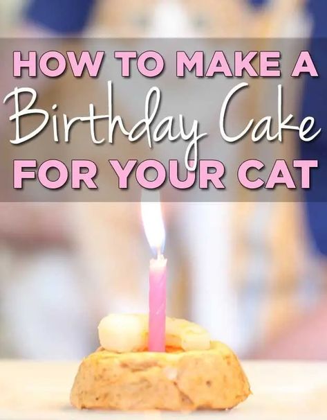 Birthday Cake Cat, Cake Cat, Birthday Cake For Cat, Homemade Cat Food, Serval Cats, Cat Ideas, A Birthday Cake, Homemade Cat, Cat Treat Recipes