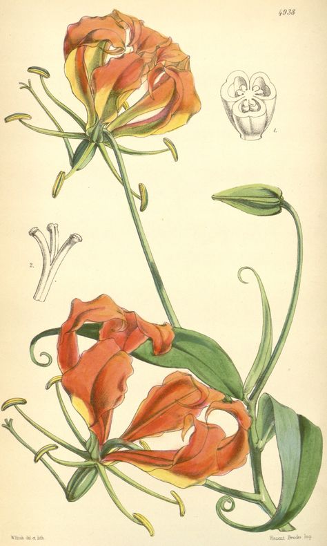 Glory Lily - Gloriosa superba - circa 1856 Gloriosa Superba, Drawing Flames, Lily Drawing, Glory Lily, Flame Lily, Lily Plant Care, Gloriosa Lily, Lilies Drawing, Lily Plant