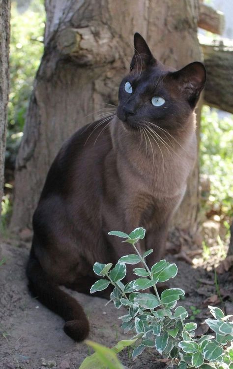 Cats In House, Tonkinese Cat, Most Beautiful Cat, Burmese Cat, Cat Species, Rare Cats, Wallpaper Cat, Animals Care, Cat Anime