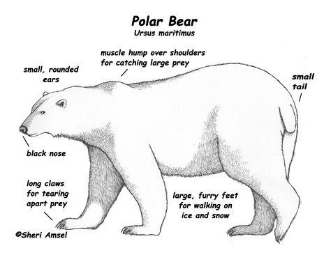 Polar Bear Adaptations, Animal Diagram, Polar Bear Unit, Polar Bears Activities, Life Cycle Craft, Penguins And Polar Bears, Animal Adaptations, Polar Animals, Arctic Animals