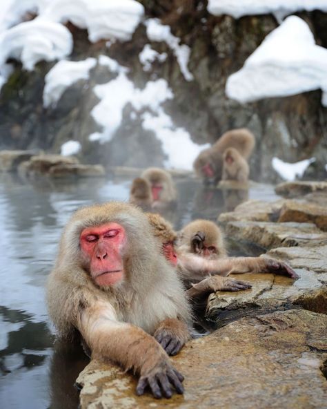 77k Likes, 304 Comments - Discovery (@discovery) on Instagram: “Snow Monkeys in Jigokudani Hot Spring in Nagano, Japan. #monkeyday🐒 Photo: Alexandre Shimoishi…” Japan Snow Monkeys, Snow Monkeys Japan, Moonwalk Dance, Japanese Snow, Animals Reference, Snow Monkeys, Japan Winter, Snow Monkey, Nagano Japan