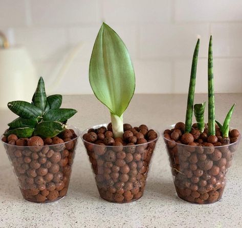 Standing Pot, Technology Website, Hydroponic Farming, Sansevieria Trifasciata, Household Plants, Gothic Garden, Asian Garden, Plant Nutrients, About Plants