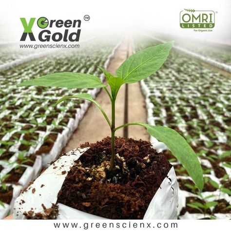 Premium Coco Peat Grow Cube! Green X Gold!! #cocopeat #coir #substrates #peat #growing #omri #organic #5kgblock #growbag #growslab #growcube #greenhouse #medium #peatfree #lowec #highec #premiumquality #perlite #india #fifa Mail @ marketing@greenscienx.com Call @ +91 7305092964 | INDIA Visit @ www.greenscienx.com Coco Peat, Coco Coir, Grow Bags, Mail Marketing, Fifa, Coco, India, Marketing, Green