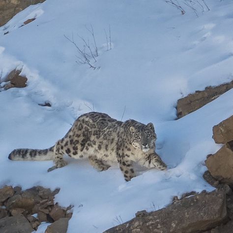 Snow Leopard Habitat, Goat Herder, Snow Cat, Clouded Leopard, Rare Cats, Baby Deer, Wildlife Animals, Snow Leopard, Leopards