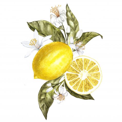 Limoncello Bar, Lemons And Flowers, Tree With Leaves, Watercolor Flower Illustration, Watercolor Lemon, Lemon Flowers, Lemon Art, Illustration Botanique, Tree Illustration