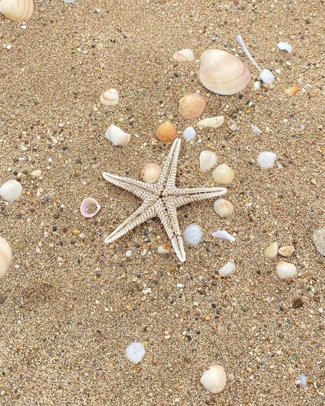 Starfish Aesthetic, Filters For Pictures, Custom Ipad, Cowgirl Aesthetic, She Sells Seashells, Watch Wallpaper, Apple Watch Wallpaper, Outdoor Photos, Yellow Wallpaper