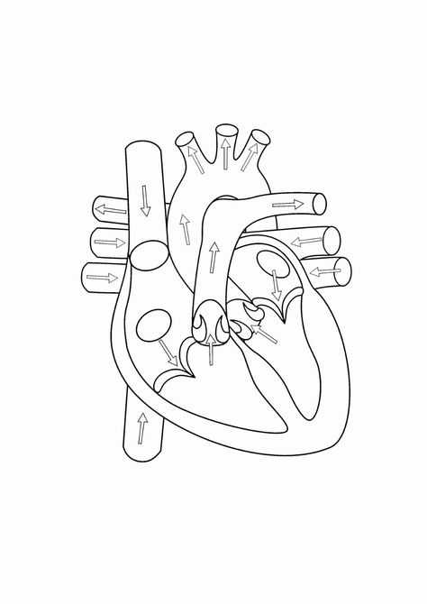 Blank Heart Diagrams Diagram Link - Heart Diagram Drawing Heart Anatomy Drawing, Human Heart Diagram, Anatomical Heart Drawing, Human Heart Drawing, Biology Diagrams, Heart Diagram, Sistem Saraf, Medical Drawings, Anatomy Coloring Book