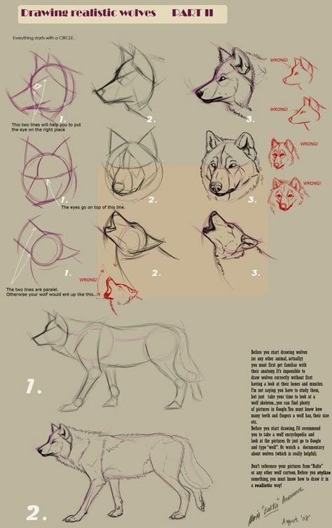 Draw A Wolf, Realistic Animal Drawings, Wolf Sketch, Drawing Realistic, Beauty Drawings, Realistic Sketch, Drawing Eyes, Wolf Drawing, Sketches Tutorial