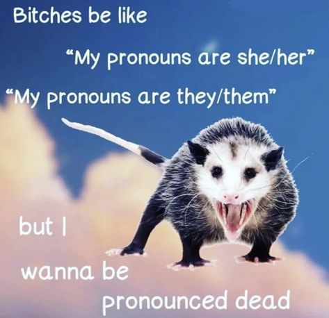 Opossum Meme Funny, Making Fun Of People, Gay Meme, All Pronouns, Raccoon Meme, Awesome Possum, Self Deprecating Humor, Bad Memes, Trash Panda