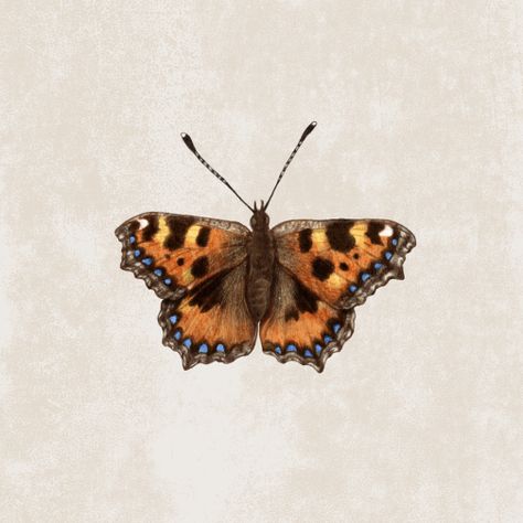 Small Tortoiseshell Butterfly Illustration by Hayley Purdy Natural History Small Tortoiseshell Butterfly Tattoo, Tiger Swallowtail Butterfly Tattoo, Tortoise Shell Butterfly, Tiger Swallowtail Butterfly Drawing, Tortoiseshell Butterfly, Butterfly Lithograph, Butterfly Tattoos For Women, Butterfly Illustration, Butterfly Drawing