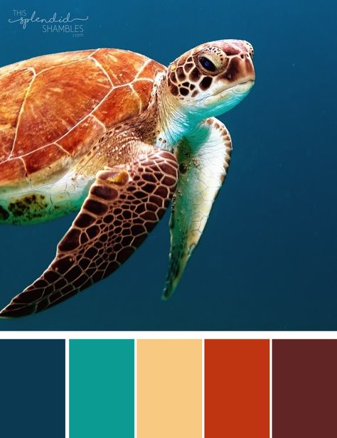 Colour Cluster turtle. Colour palette. World Turtle Day, Born To Be Wild, Block Chain, Tortoise Color, Color Palate, Photo Organization, Chroma Key, Underwater Photography, Double Exposure