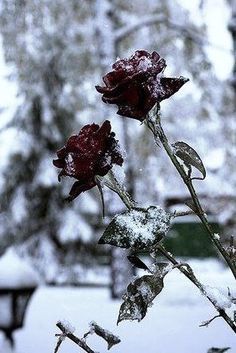 Red Roses In Snow, Gothic Hairstyle, Ice Aesthetic, Kiss From A Rose, February Wallpaper, Wolf King, Romantic Wallpaper, Gothic Hairstyles, Snow Flower