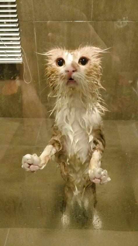 Silly Animal Pictures, Funny Looking Cats, Ugly Cat, Silly Kitties, Cats Photos, Cats Pictures, Funny Animal Photos, Wet Cat, Silly Cats Pictures